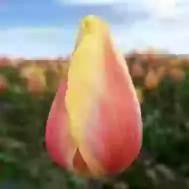 Blushing Beauty